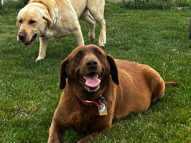 Christensen Family Kennel