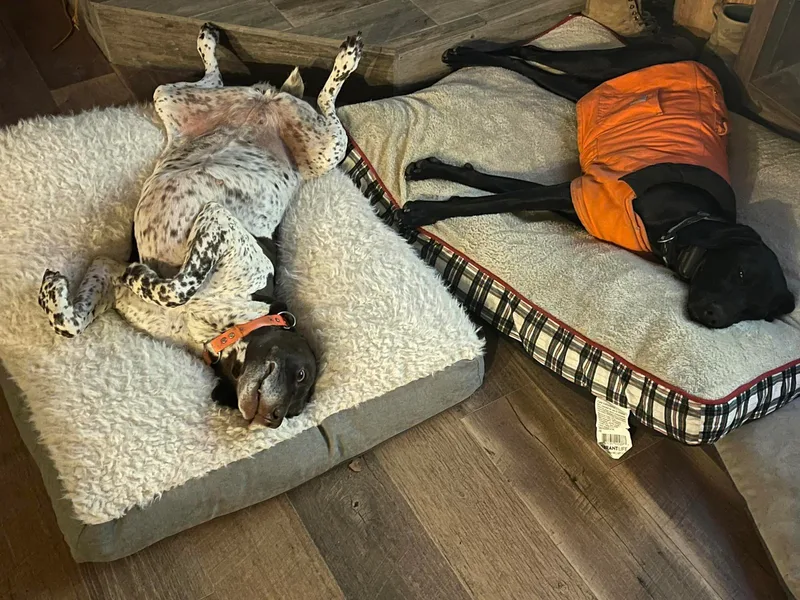 Christensen German Shepherds