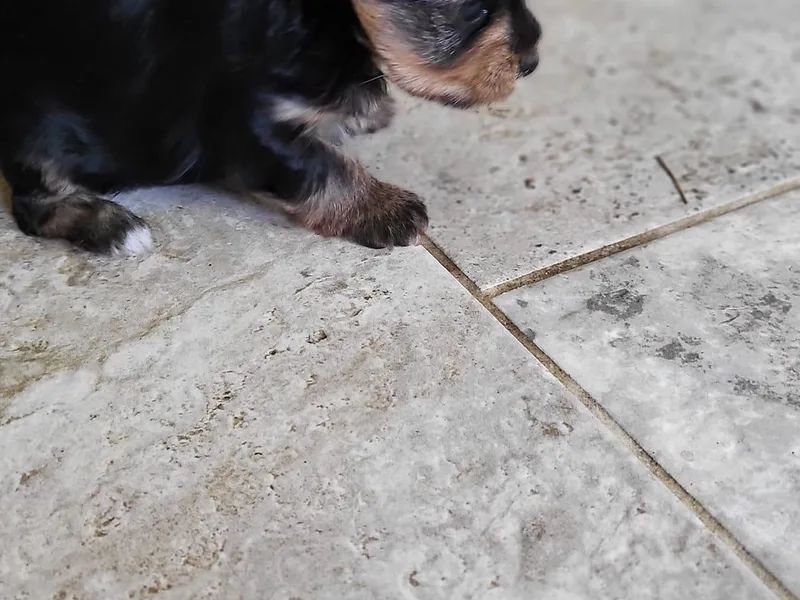 Christensen Yorkies