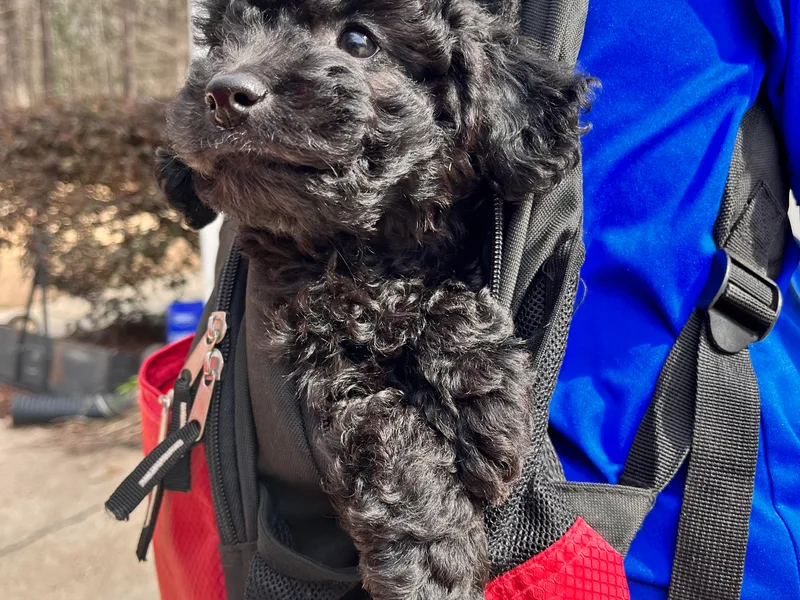 Christi's Goldendoodles