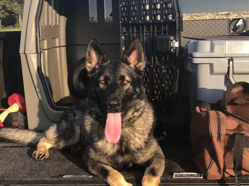 Christian's German Shepherds