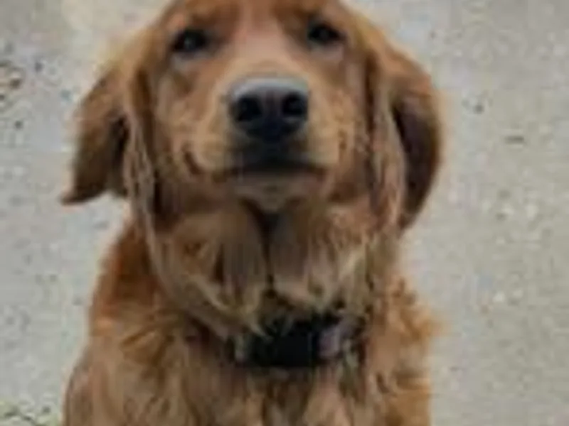 Christiana Creek Goldens