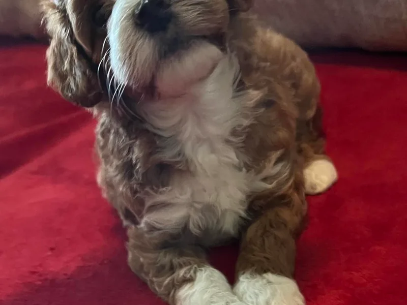 Christianna’s Mini Goldendoodles