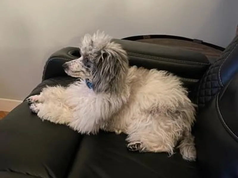 Christie doodles and poodles