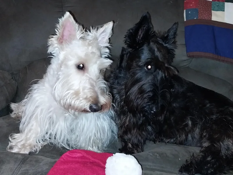Christie Gregory's Scotties