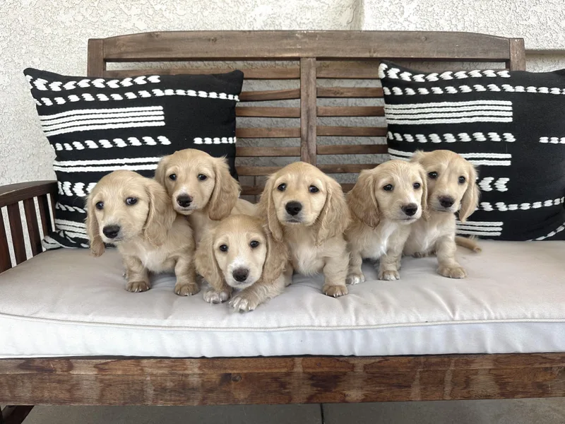 Christie's Doxies