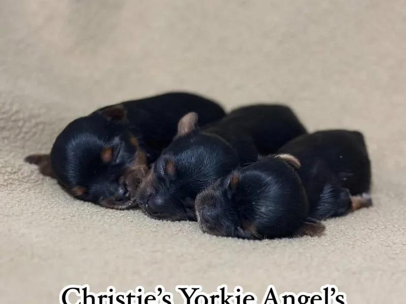 Christie’s Yorkie Angel’s