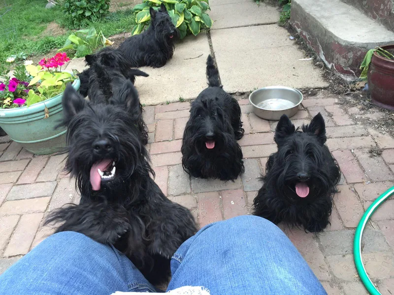 Christimoor Scottish Terriers