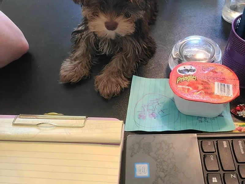 Christina Chica's Yorkshire Terriers