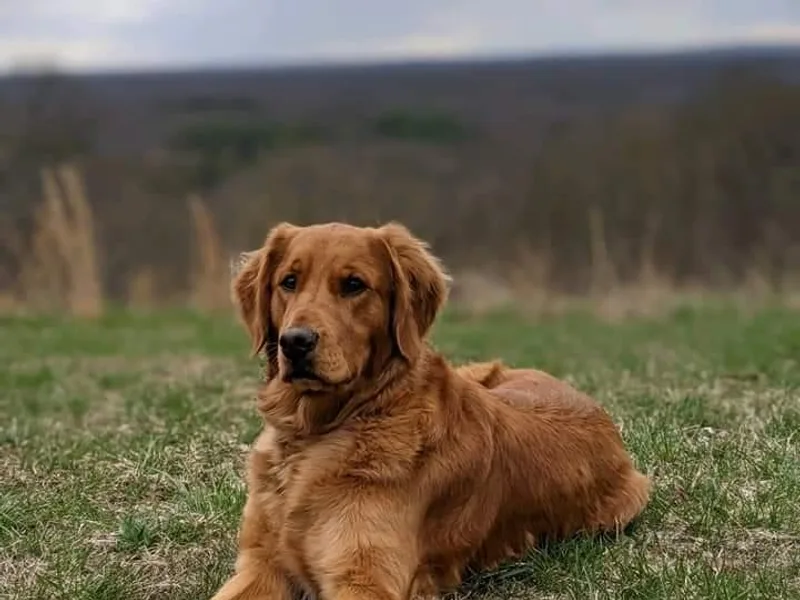 Christina Kane's Golden Retrievers
