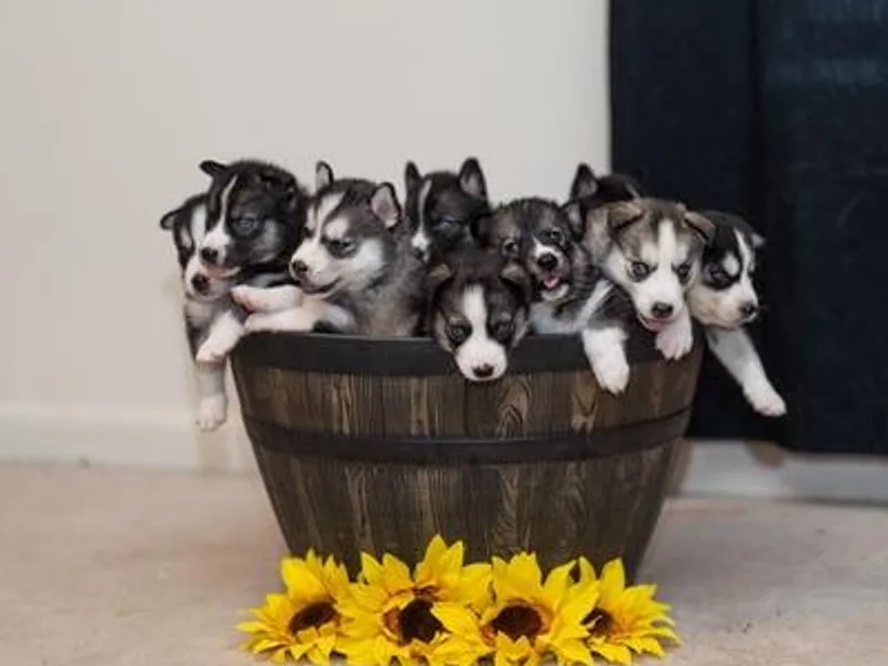 Christina Karcher's Siberian Huskies