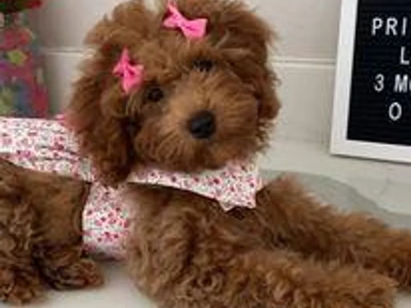 Christina Miller's Poodles