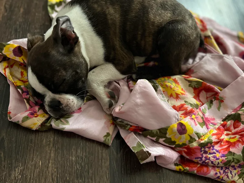 Christina's Boston Terriers