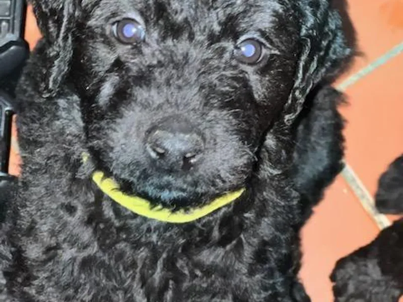 Christina's DOUBLE DOODLE