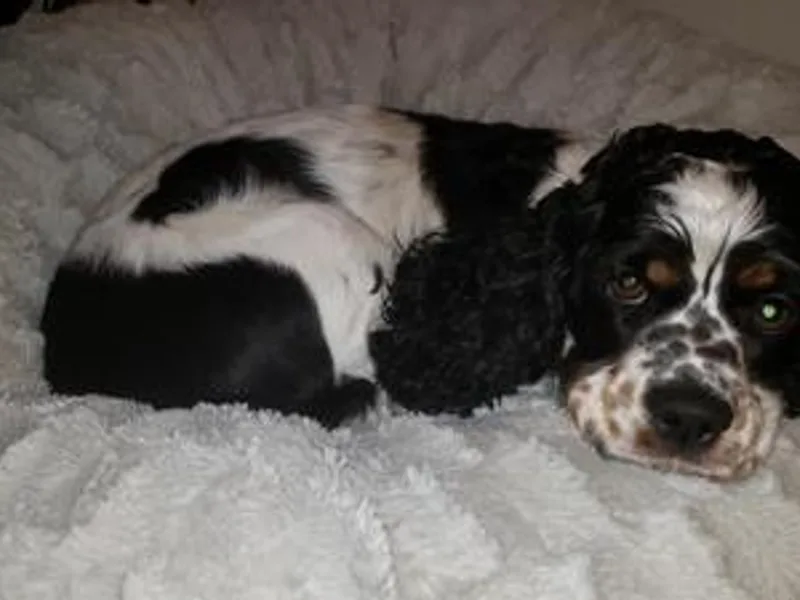 Christine's cockapoos