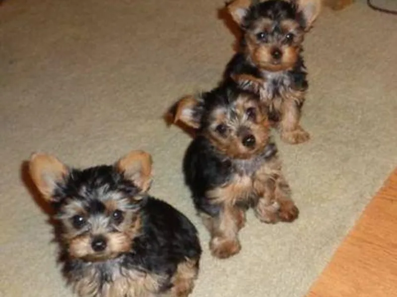 Christine's Yorkies