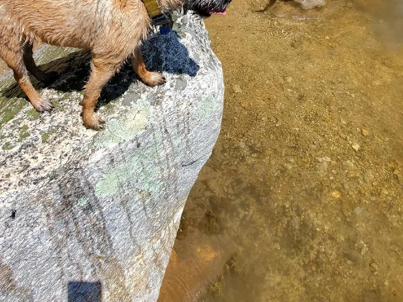 Christine Vienneau's Border Terriers