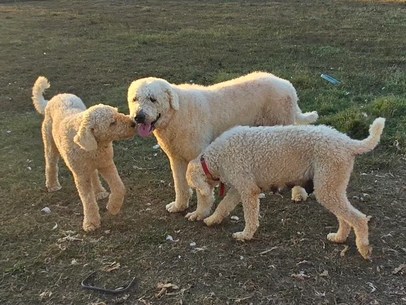 Christmas Komondors photo 1