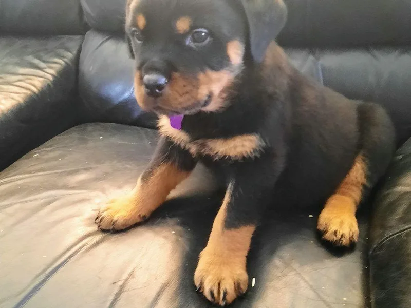 Christopher B Kennels