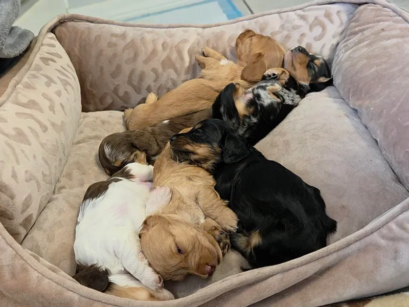 Christopher's Dachshunds photo 1