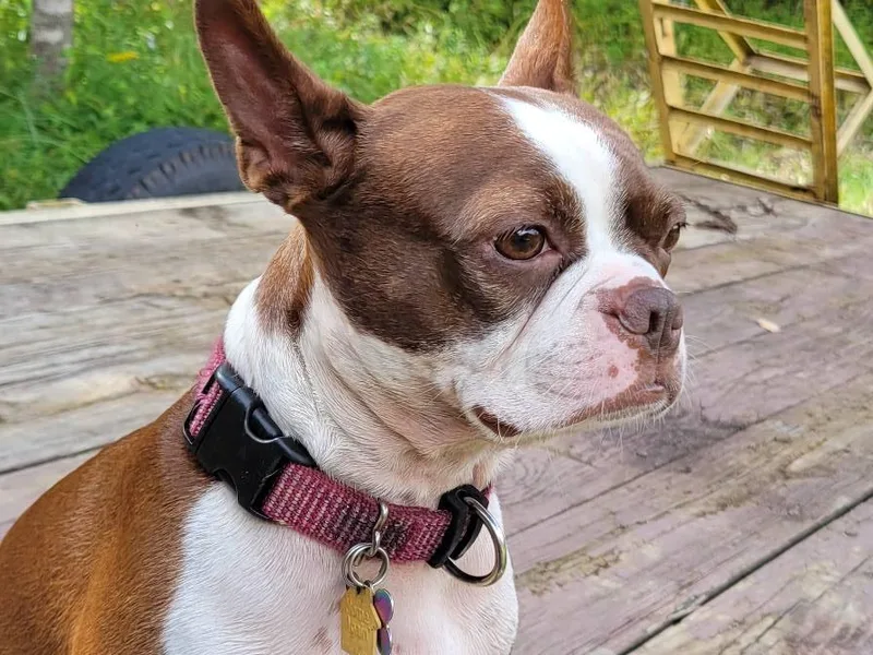 Christy's Boston Butts