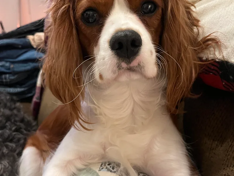 Christy’s Cavalier King Charles Spaniels