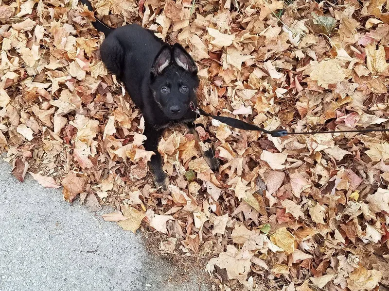 Christy's German Shepherds