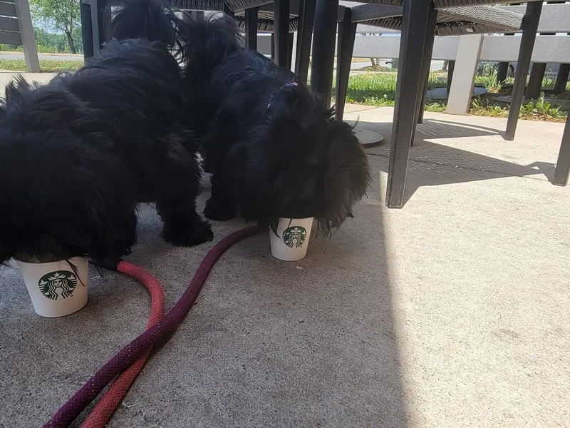 Chrysanthemum Shih Tzu