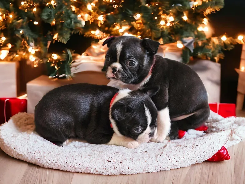 Chrysco Boston Terriers