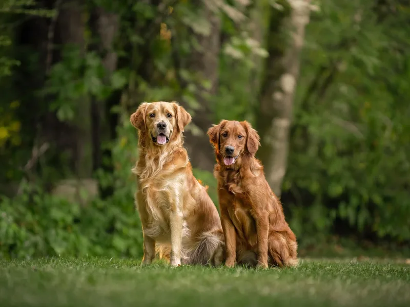 Chrysus Spirit Goldens