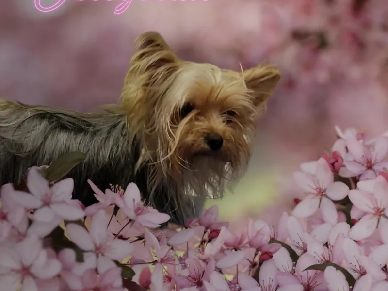 Chuck City Danes &amp; Yorkies