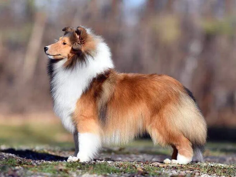 Cielito Lindo Shelties