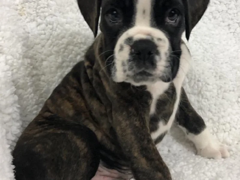 Cimarron European Boxers