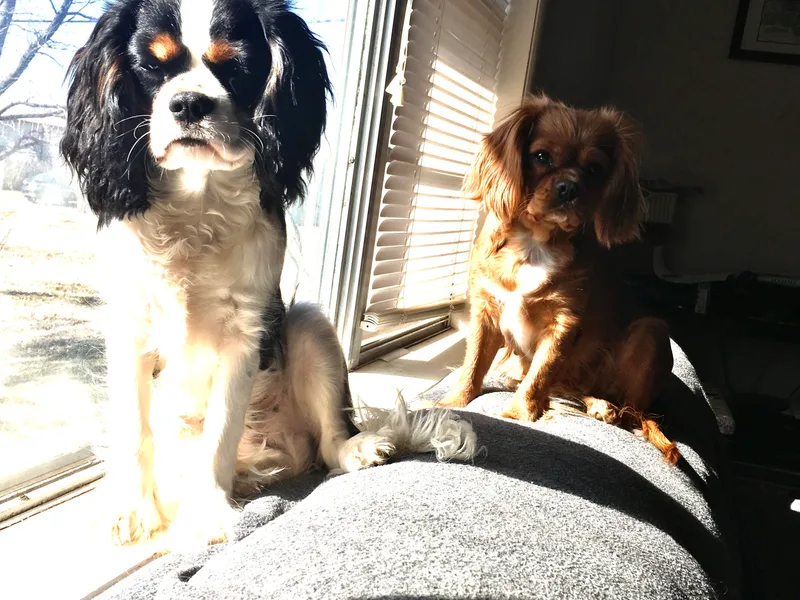 Cimarron Frontier Doodles