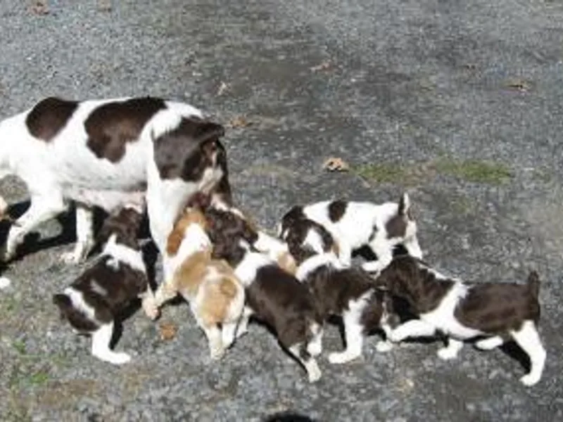 Cimarron Trails Brittanys