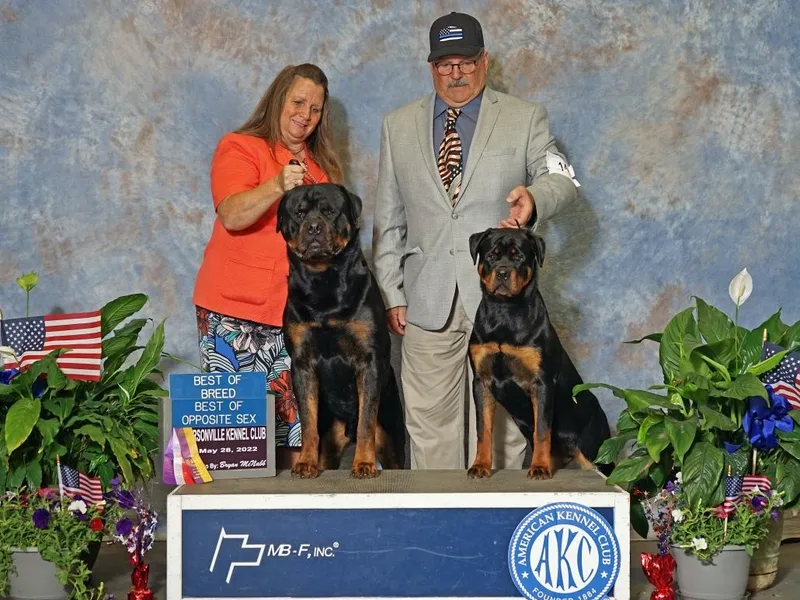 Cimmerron Rottweilers