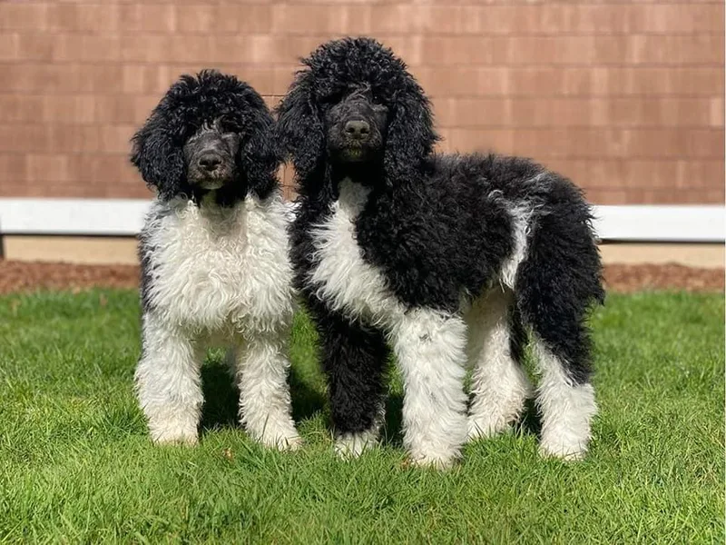 Cindi's Poodles