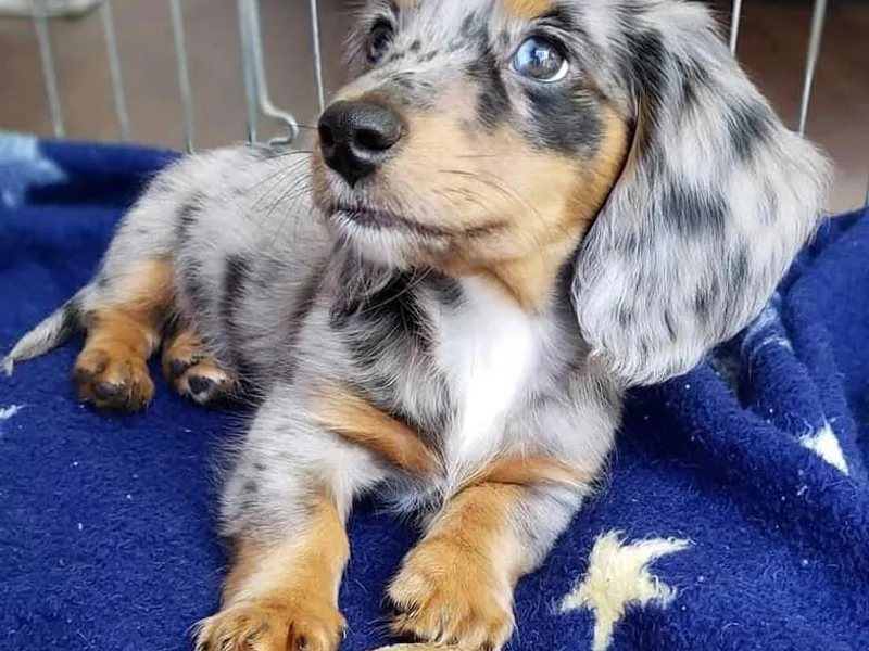 Cindy Jiacalone's Dachshunds