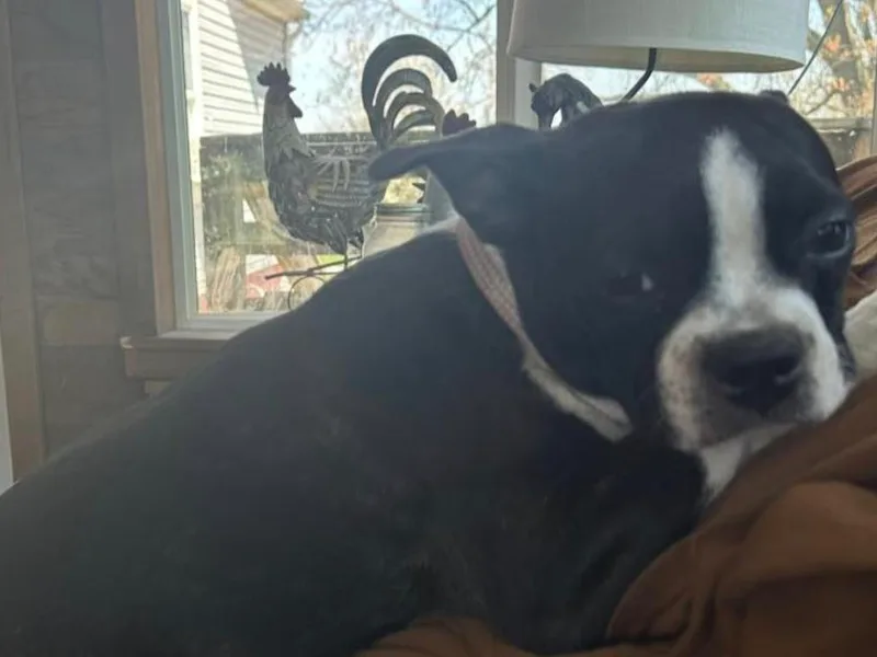 Cindy's Boston Terriers