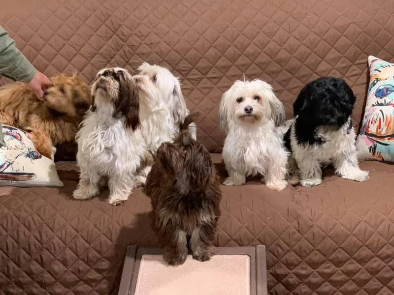 Cindy’s Clever Canines (Havanese)