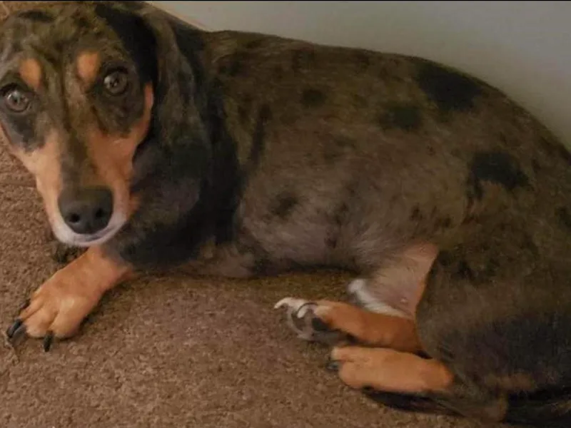 Cindy's Dachshunds