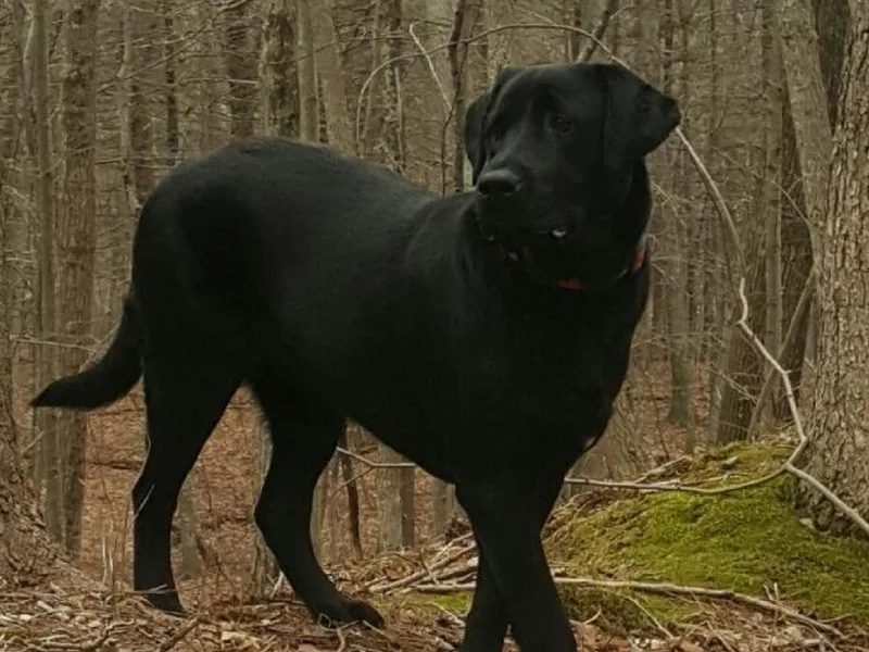 Cindy's Labrador Retrievers