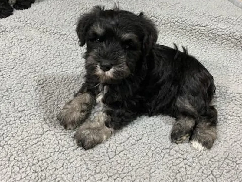 Cindy’s Mini Schnauzers