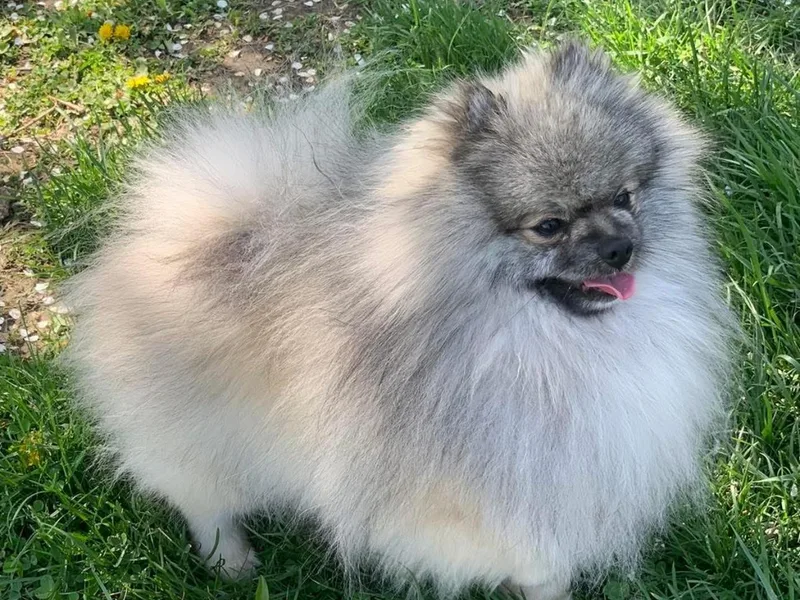 Cindy's Pomeranians