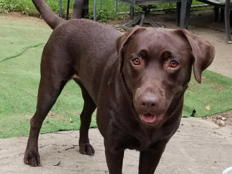 Cindy's Ten Star Labradors