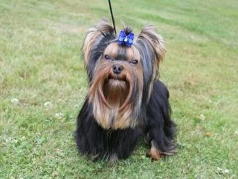 Cindy's Yorkies