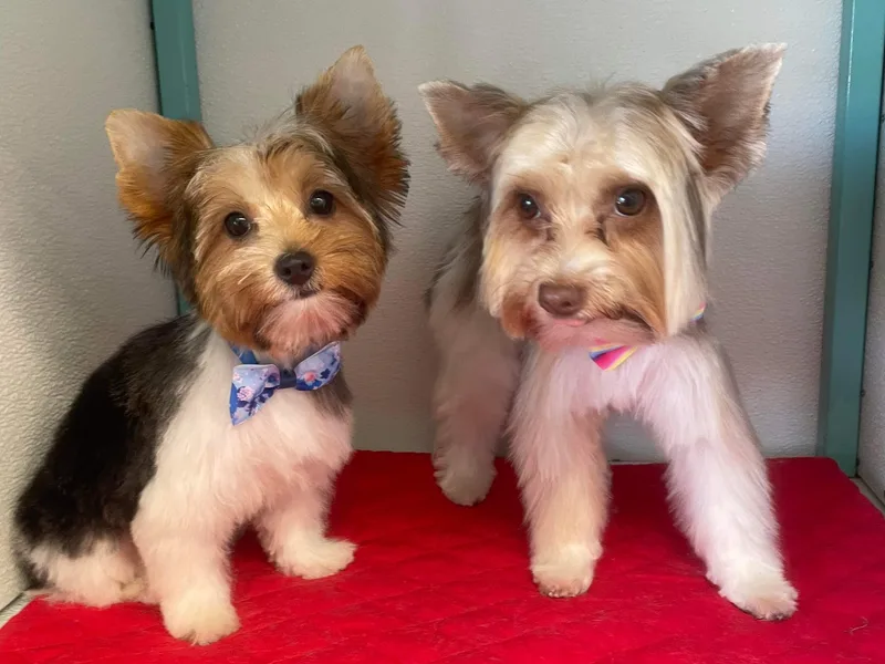 Cindy's Yorkshire Terriers photo 1