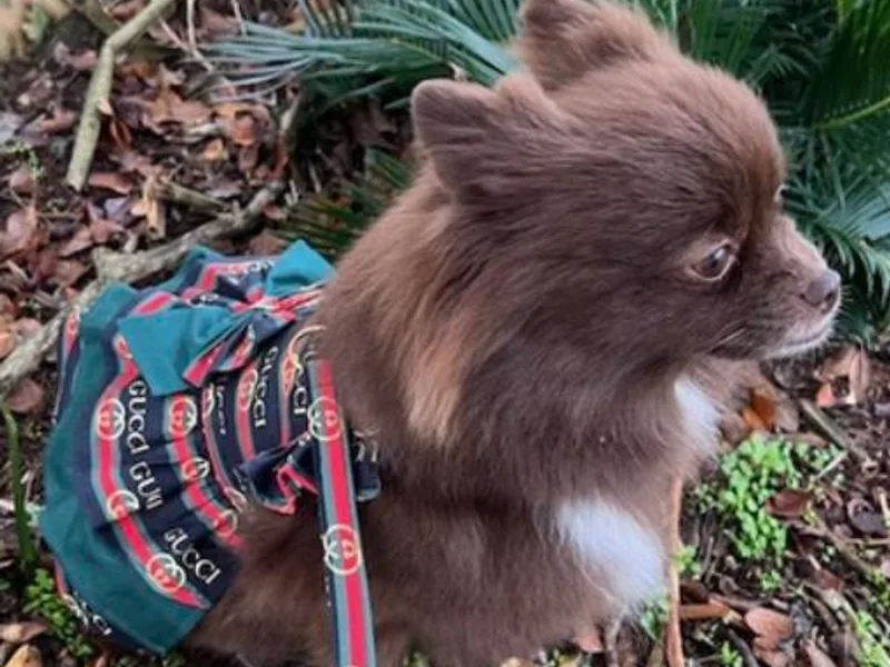 Cindys Diva Pomeranians