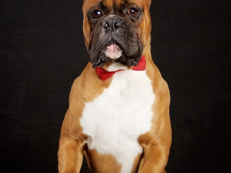 Cinergy Boxers and French Bulldogs