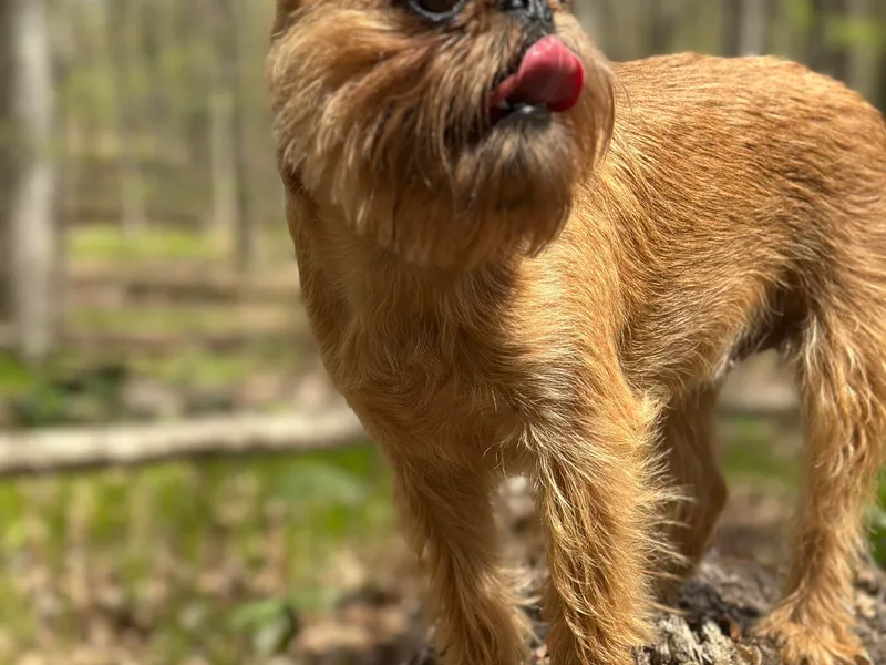 Cinnabar Brussels Griffons